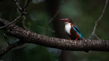 Halcyon smyrnensis - White-throated Kingfisher