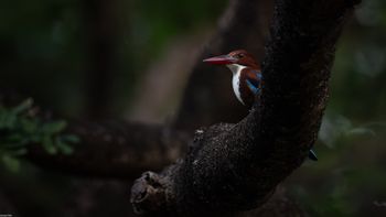 Halcyon smyrnensis - White-throated Kingfisher