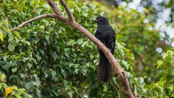 Eudynamys scolopaceus - Asian Koel