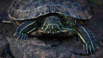 Mauremys sinensis - Chinese stripe-necked Turtle