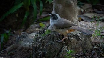 Pterorhinus perspicillatus - Masked Laughingthrush