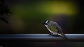 Pycnonotus sinensis - Light-vented Bulbul