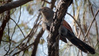 Centropus sinensis - Greater Coacal