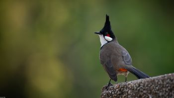 Pycnonotus jocosus - Red-whiskered Bulbul