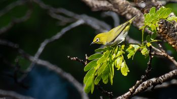 Zosterops simplex - Swinhoe´s White-eye