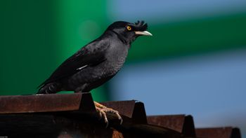 Acridotheres cristatellus - Crested Myna