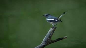 Copsychus saularis - Oriental Magpie-Robin