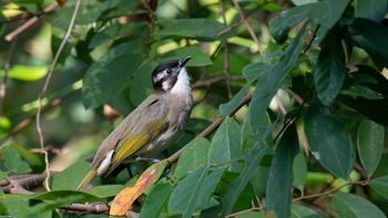 Pycnonotus sinensis - Light-vented Bulbul