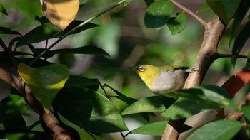 Zosterops simplex - Swinhoe´s White-eye