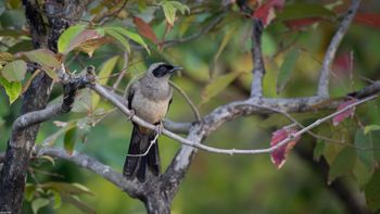 Pterorhinus perspicillatus - Masked Laughingthrush