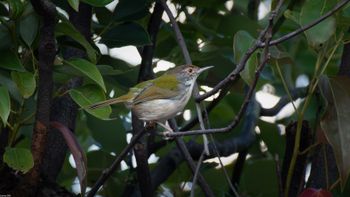 Orthotomus sutorius - Common Tailorbird