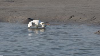 Egretta gularis - Western Reef-Heron