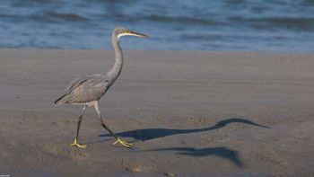 Egretta gularis - Western Reef-Heron