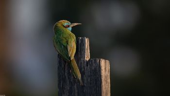 Merops cyanophrys - Arabian Green Bee-eater