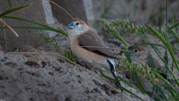 Euodice malabarica - Indian Silverbill