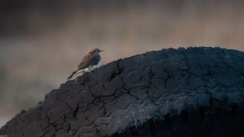 Oenanthe pleschanka - Pied Wheatear