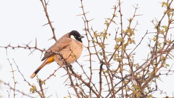 Pycnonotus leucotis - White-eared Bulbul