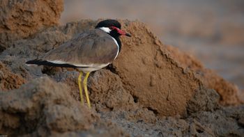 Vanellus indicus - Red-wattled Lapwing