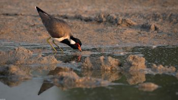 Vanellus indicus - Red-wattled Lapwing