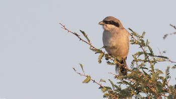 Lanius excubitor - Great Gray Shrike