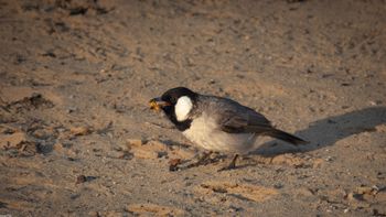 Pycnonotus leucotis - White-eared Bulbul