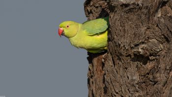 Psittacula krameri - Rose-ringed Parakeet