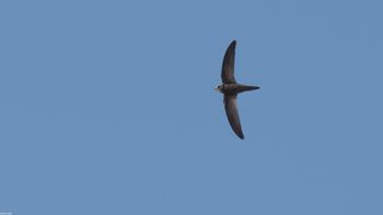 Apus pallidus - Pallid Swift