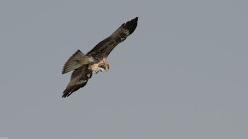 Milvus migrans - Black Kite