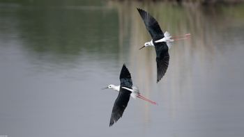 Himantopus himantopus - Black-winged Stilt