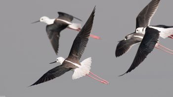 Himantopus himantopus - Black-winged Stilt