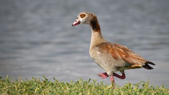 Alopochen aegyptiaca - Egyptian Goose