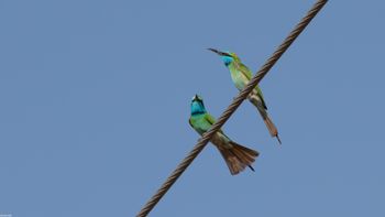 Merops cyanophrys - Arabian Green Bee-eater