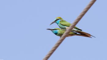 Merops cyanophrys - Arabian Green Bee-eater