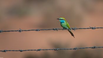 Merops cyanophrys - Arabian Green Bee-eater