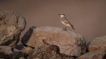 Oenanthe chrysopygia - Persian Wheatear