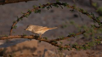 Curruca nana - Asian Desert Warbler