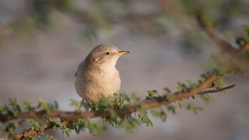 Curruca nana - Asian Desert Warbler