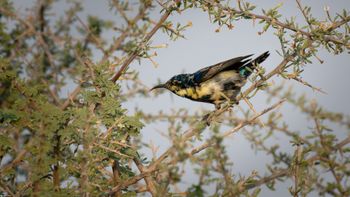 Cinnyris asiaticus - Purple Sunbird (ad.m.interm.morph)