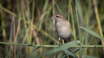 Lanius isabellinus - Isabelline Shrike