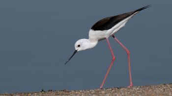 Himantopus himantopus - Black-winged Stilt