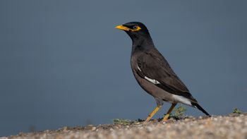 Acridotheres tristis - Common Myna