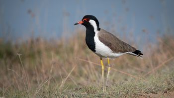 Vanellus indicus - Red-wattled Lapwing