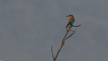 Coracias benghalensis - Indian Roller