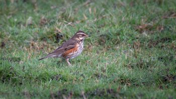 Turdus iliacus