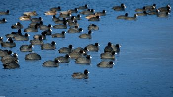 Fulica atra