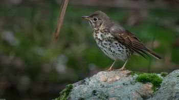 Turdus philomelos