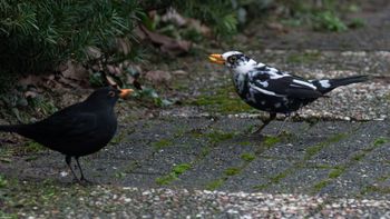 Turdus merula (leucistic)