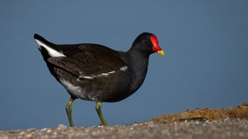 Gallinula chloropus