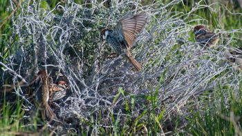 Passer hispaniolensis