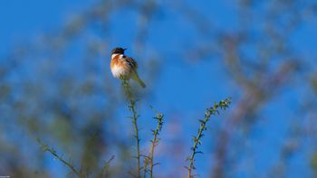 Saxicola rubicola